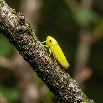 A bright yellow leafhopper insect perched on a textured tree branch in the forest.