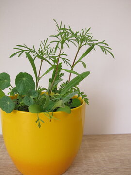 Still young, bee-friendly wildflowers and wild herbs grown from seeds in a flowerpot for the balcony