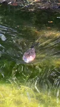 A wild muskrat swims on the surface of a pond in search of food on a sunny day. Vertical HD footage