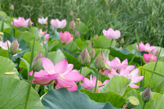 夏のビオトープ　美しいハス畑の風景　滋賀県草津市