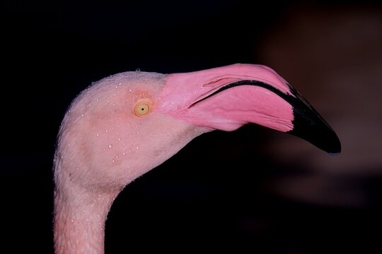 Gros plan d'une t&ecirc;te de flamant rose prise de profil, avec un fond bleu gris en arri&egrave;re plan. Portrait d'un oiseau aquatique de Camargue avec un gros bec rose et noir. 