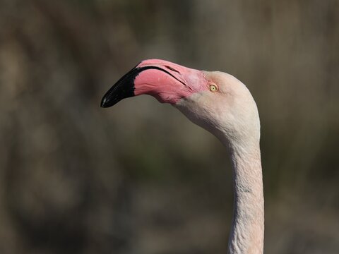 Gros plan d'une t&ecirc;te de flamant rose prise de profil, avec un fond bleu gris en arri&egrave;re plan. Portrait d'un oiseau aquatique de Camargue avec un gros bec rose et noir. 