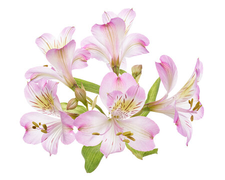 Abundant pink Alstroemeria blossoms viewed from the front, with overlapping petals, prominent stamens and green foliage forming a full floral cluster, isolated on transparent background