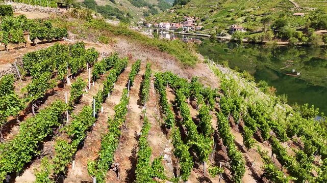 Scenic Ribeira Sacra vineyard landscape over Sil river canyon in Spain