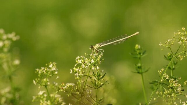 Female white-legged damselfly resting on small white wildflowers in warm sunlight against a soft green background.