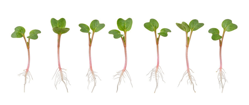 Green plant seedlings with roots isolated on a solid black background arranged in a neat row demonstrating early stage agricultural growth microgreens development and organic farming botany concepts