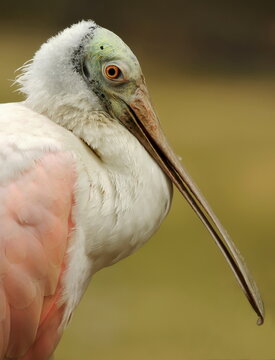 Roseate Spoonbill portrait