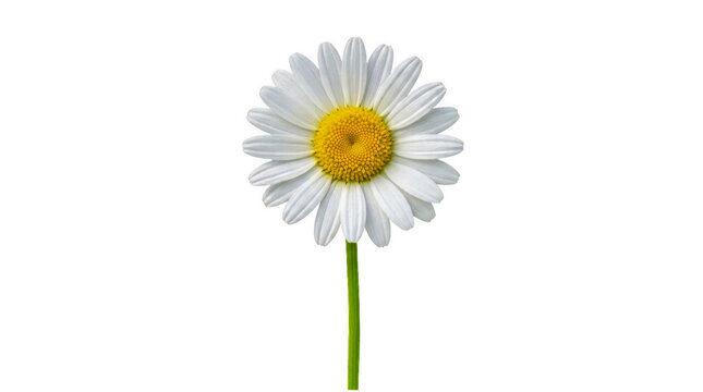 Single beautiful white daisy flower with a yellow center isolated on transparent background