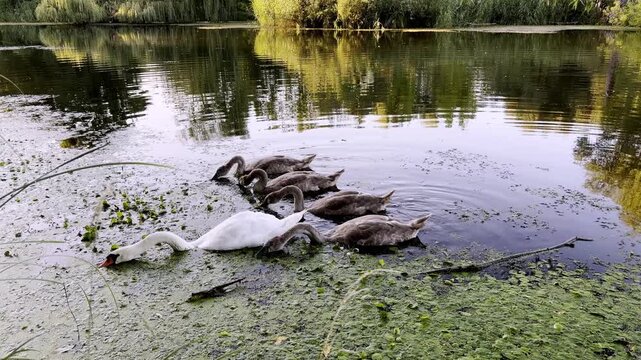 A family of swans is swimming in the river and feeding on algae