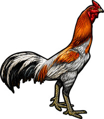 VECTOR ART ROOSTER PNG TRANSPARENT © Burrock_studio