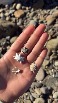 Small Limpet Shells Held in Hand on a Rocky Beach