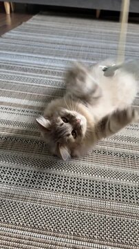 POV shooting, playing with a candy wrapper and a domestic gray cat that&rsquo;s lying on the carpet in the room.