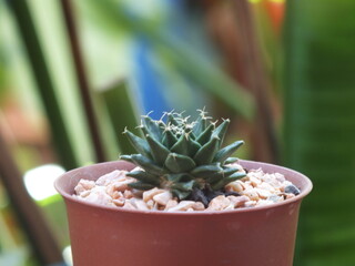 cactus in a pot © McDonan