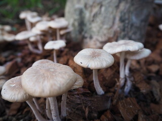 Mushroom Town © Sermaaanduu