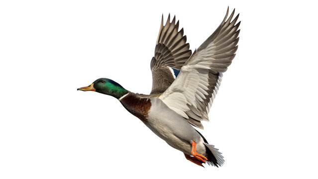 Wild mallard duck bird flying with wide open wings isolated on transparent background