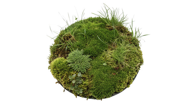 Small realistic round patch of green moss and grass land element isolated on transparent background