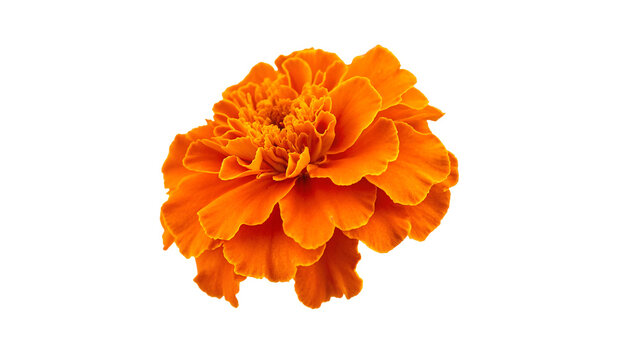 Vibrant orange marigold flower head blooming fresh close up isolated on transparent background