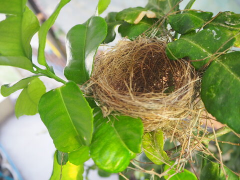 No bird in nest yet