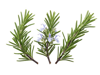 Fototapeta premium Fresh rosemary sprig blooming herb isolated on black background studio shot for culinary spice cooking fresh essential oil seasoning food design elements botanical macro photography concept background