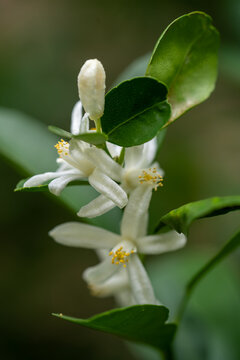Close-up of white citrus flower, small orange flower on tree. Agricultural business concept of organic orchard cultivation and botany background