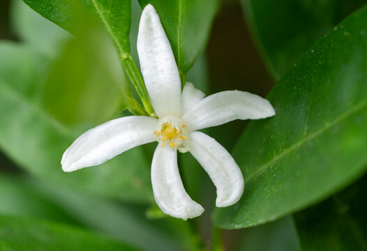 Close-up of white citrus flower, small orange flower on tree. Agricultural business concept of organic orchard cultivation and botany background