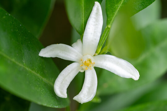 Close-up of white citrus flower, small orange flower on tree. Agricultural business concept of organic orchard cultivation and botany background