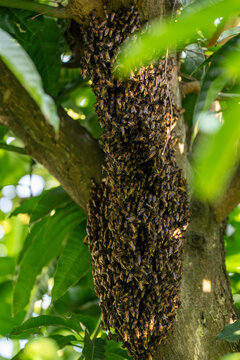 Close-up of wild honey bee swarm clustering on tree branch. Natural wildlife concept of honeybee colony creating a hive in forest habitat background.