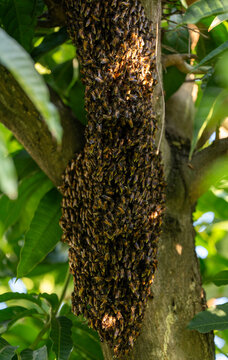 Close-up of wild honey bee swarm clustering on tree branch. Natural wildlife concept of honeybee colony creating a hive in forest habitat background.