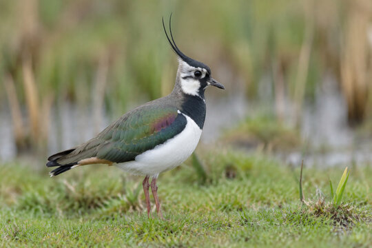 Northern lapwing standing in wet meadow, wildlife and grassland habitat concept