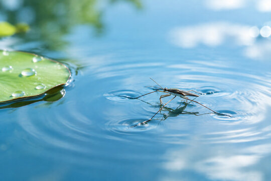 Water strider insect on calm blue water with lily pad, nature and aquatic ecosystem concept