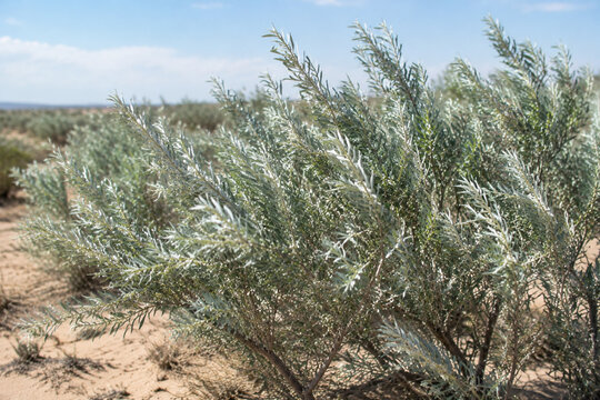 Oleaster shrubs with silvery leaves growing in sandy, arid soil.