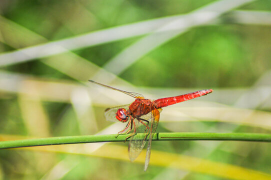 dragonfly on a leaf