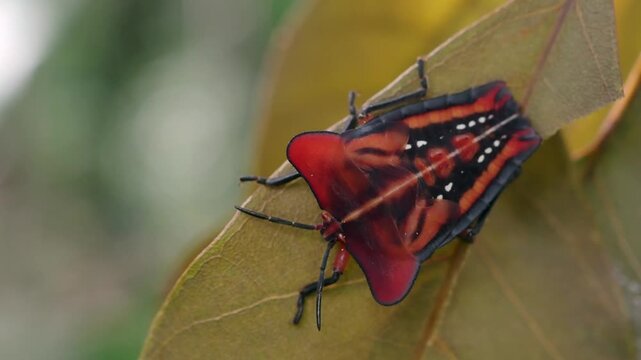 Stink bug or litchi stink bug It has a strong pungent odor for self defense and perches on leaves.