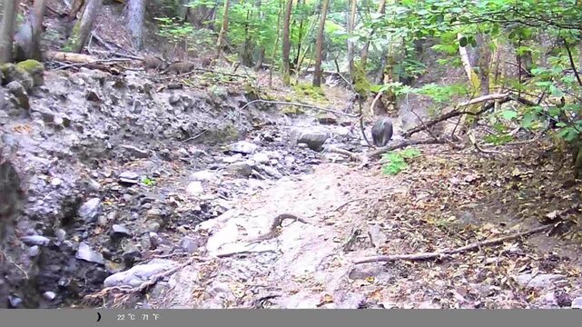 Wild boar herd walking and searching for food along a rocky riverbed