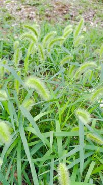 A breathtaking and vibrant view of lush green foxtail grass swaying gently in the breeze amidst a peaceful natural field in Fushimi, Kyoto, capturing the serene and authentic beauty of Japan.