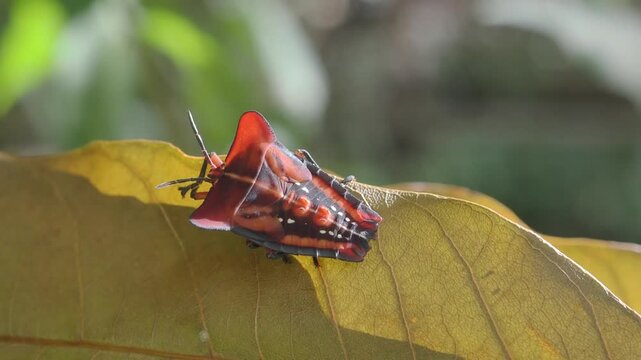 Stink bug or litchi stink bug It has a strong pungent odor for self defense and perches on leaves.