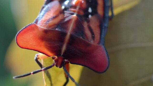 Stink bug or litchi stink bug It has a strong pungent odor for self defense and perches on leaves.