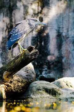 Golden fallen flowers on the water and a handsome young night heron in the sunlight