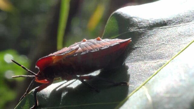 Stink bug or litchi stink bug It has a strong pungent odor for self defense and perches on leaves.