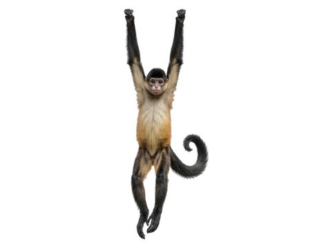 Spider monkey hanging by arms against a solid white background with wild animal exotic animal long tail arms