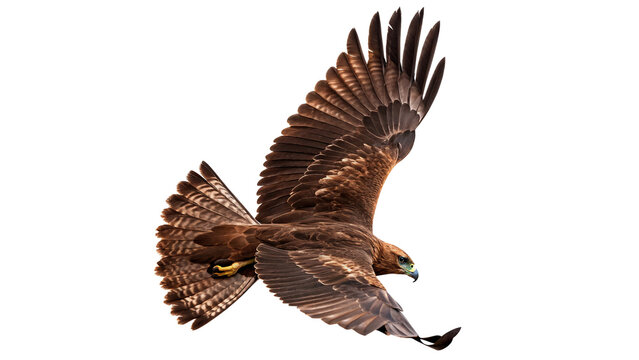 Wild predatory brown hawk eagle flying with wide wings spread isolated on transparent background