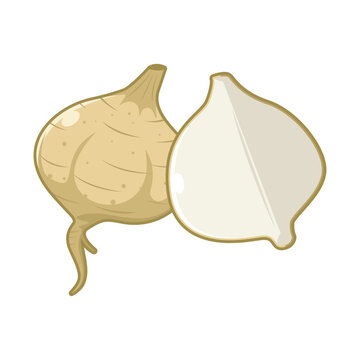 Jicama Fruit Vector Illustration, Filled Line Bengkoang Graphic for Mexican Yam Bean, Healthy Food, Salad, and Recipe Design