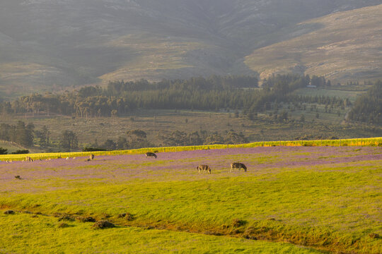 Farmland, animals grazing at sunset, Stanford, South Africa