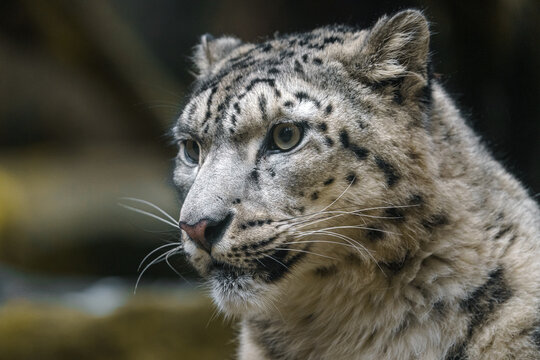 Snow leopard