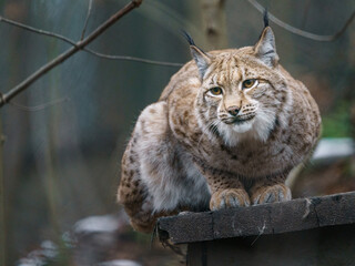 Eurasian lynx © svobodacontributor