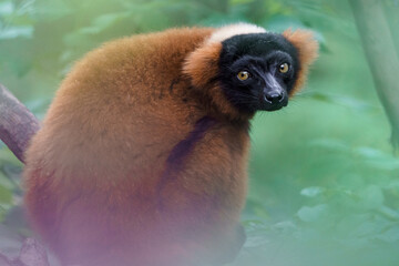 Obraz premium Red ruffed lemur