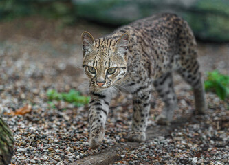 Geoffroy's cat © svobodacontributor