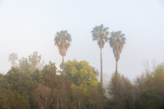 Palm trees in morning mist, Stanford, South Africa