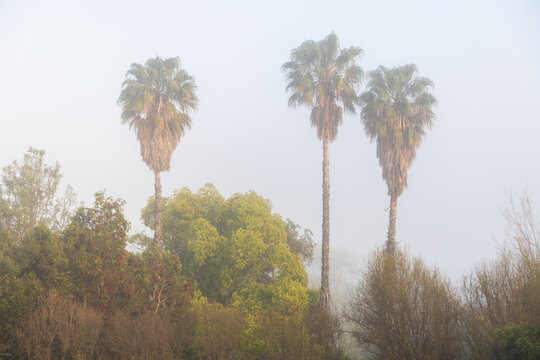 Palm trees in morning mist, Stanford, South Africa