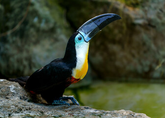 Channel-billed toucan © svobodacontributor